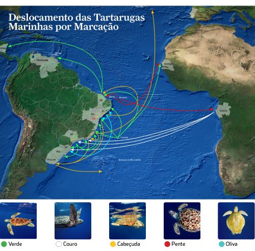 como a tartaruga marinha se locomove